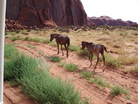 Chevaux qui repartent