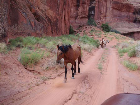 Chevaux qui arrivent