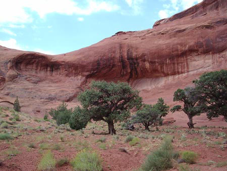 Quelques arbres