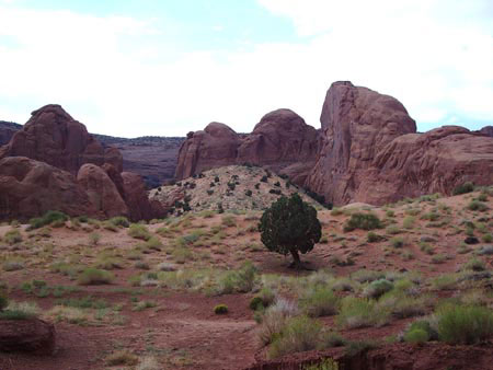 Un autre arbre