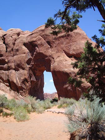Pine Tree Arch Pine Tree Arch