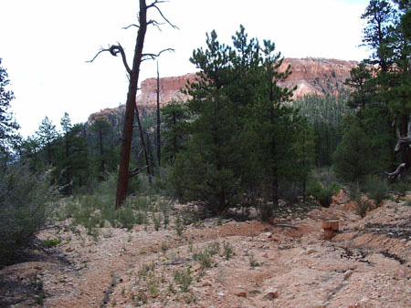 Bryce Canyon - un arbre foudroyé Bryce Canyon - un arbre foudroyé