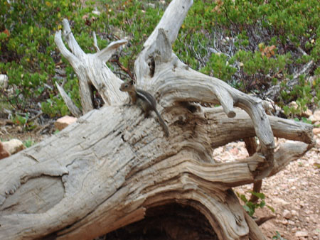 Bryce - Un arbre mort Bryce - Un arbre mort